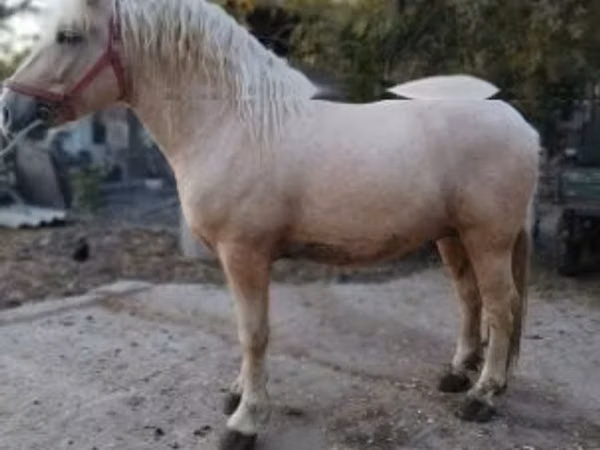Horse (M), Horses