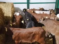 公牛, Cattle — 照片 2