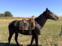 Hengst, Karachay horse — Foto 1