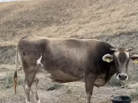 Cow, Ukrainian Brown Dairy Cattle — photo 4