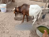 Ram, South meat sheep — photo 2