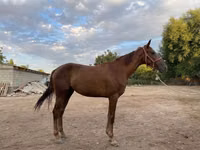 Mare, Canadian horse breed — photo 2