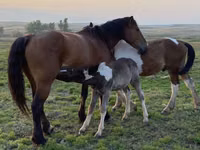 Caballo, Russian Heavy Draft — foto 2