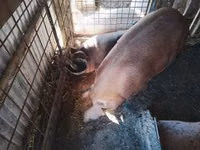 Pigs (batch, sex not specified), Pigs — photo 2