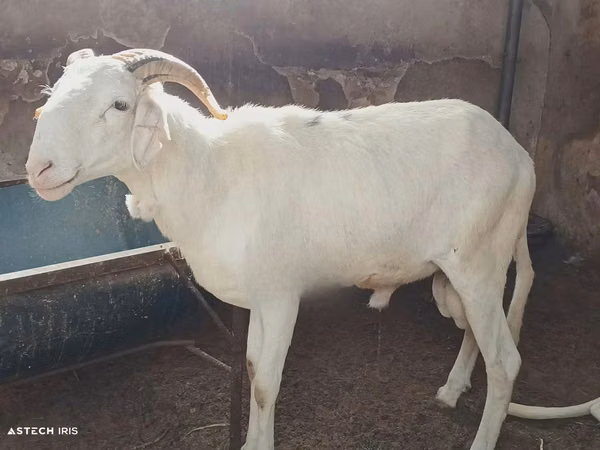 Carnero, Touabire sheep