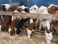 सांड, Simmental cattle — फ़ोटो 3