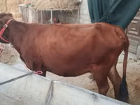 Vaca, Ganado vacuno — foto 2