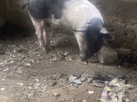 Pigs (batch, sex not specified) — photo 3