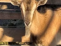 Goat, West African dwarf goats — photo 1