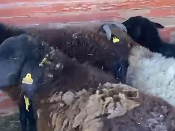 Ram, Sheep