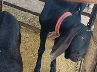 बकरा, Kamori goats — फ़ोटो 2