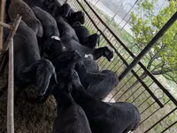 Ram, Sheep — photo 1