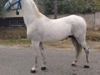 Horse (M), Lipizzaner — photo 2