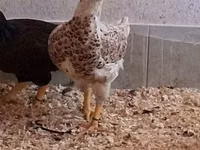 Chickens — Foto 7
