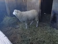 公羊, Ile-de-France sheep — 照片 2