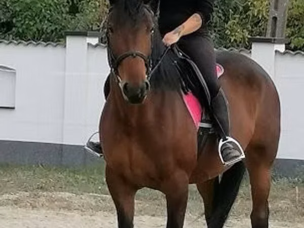فرس, Hungarian horse breed