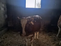 بقرة, Simmental cattle — الصورة 4