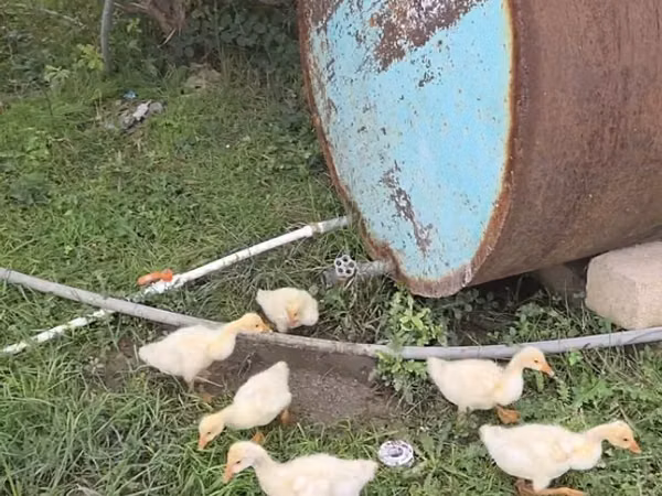 Geese