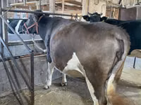 गाय, गोलस्टीन नस्ल — फ़ोटो 6