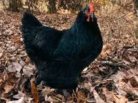 Australorp — photo 3