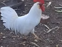 लेघोर्न — फ़ोटो 3