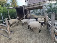 母羊, German Blackheaded Mutton sheep — 照片 1