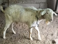 母山羊, Irish goat — 照片 1