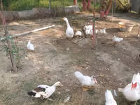 Ducks — foto 2