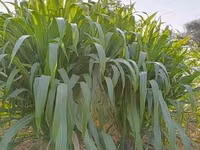 Napier Grass for Goat, Sheep's, Catle, Rabit, Grasscuter Etc — फ़ोटो 5