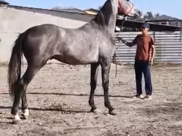 Hengst, Horse breed