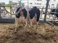 母牛, Holstein breed — 照片 2