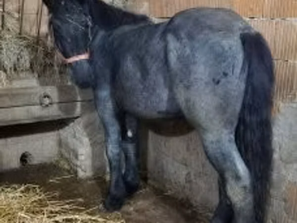 Horse (M), Belgian Draught