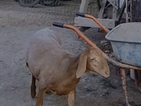 Schaf, Arashan sheep — Foto 6