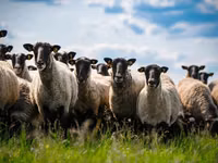 公羊, Romanov sheep — 照片 2