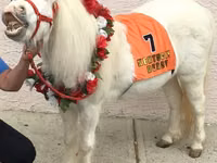 Yegua, Miniature horse — foto 4