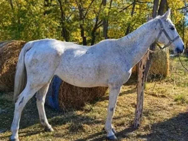 母马, Horses