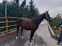 Yegua, Akhal-Teke — foto 4