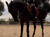 فرس, Friesian sport horse — الصورة 3