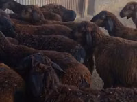 Ram, Sheep — photo 2