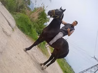 Hengst, Standardbred — Foto 1
