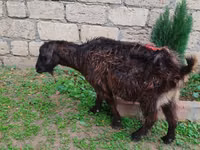 Goat, Goats — photo 5