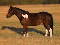 حصان, Pinto horses — الصورة 2