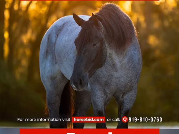 حصان, Percheron