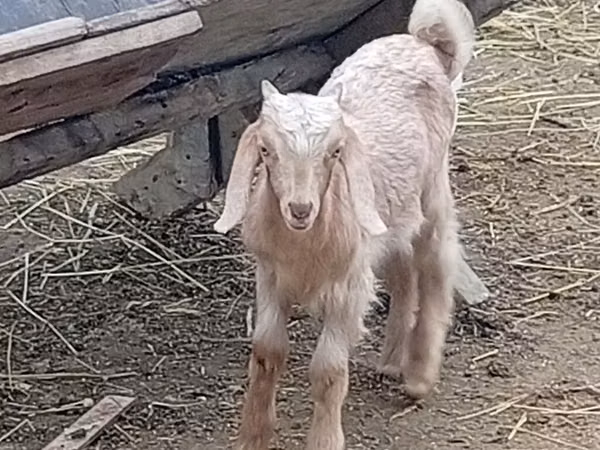 Ziegenbock, Damask goat