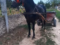 Caballo, Caballos — foto 3