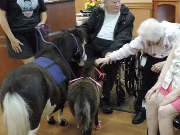 母马, Miniature horse