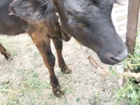 Vaca, Ganado vacuno — foto 2