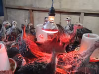Turkeys — photo 2