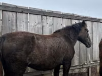 Stute, Horse breed — Foto 1
