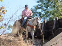 Hengst, Quarter Horse — Foto 3